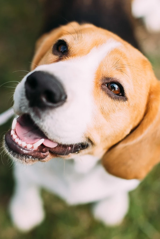 A cheerful beagle on a leash, looking up with a happy expression as it sits on green grass.
