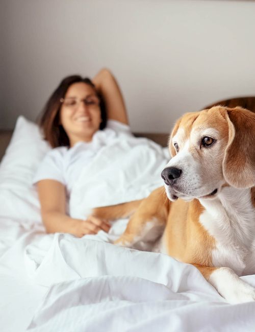 A woman lying in bed with a white blanket, smiling, while a beagle dog sits on the bed in the foreground, looking off to the side.