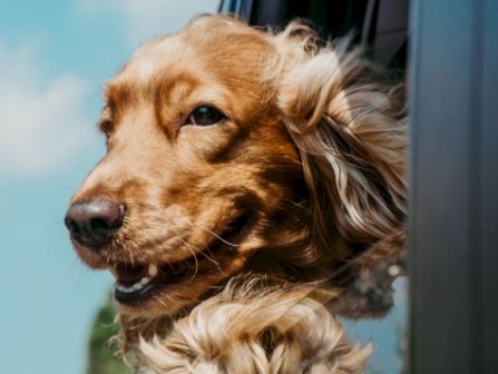 A happy dachshund leans out of a car window, ears fluttering, enjoying the breeze on a sunny day.