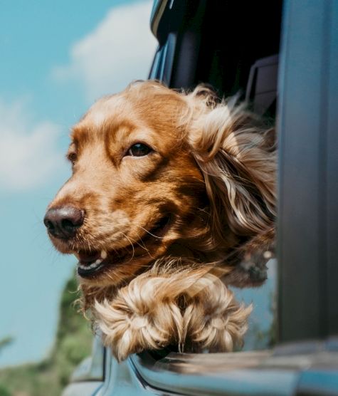 A happy dachshund leans out of a car window, ears fluttering, enjoying the breeze on a sunny day.